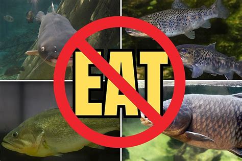 not eating fish
